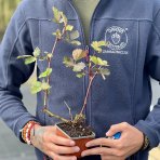 Černica nepichľavá - beztŕňová (Rubus fruticosus) ´TRIPLE CROWN´ - výška 20-30 cm, kont. C2L, stredne skorá
